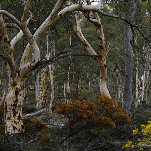 Eucalyptus wandoo